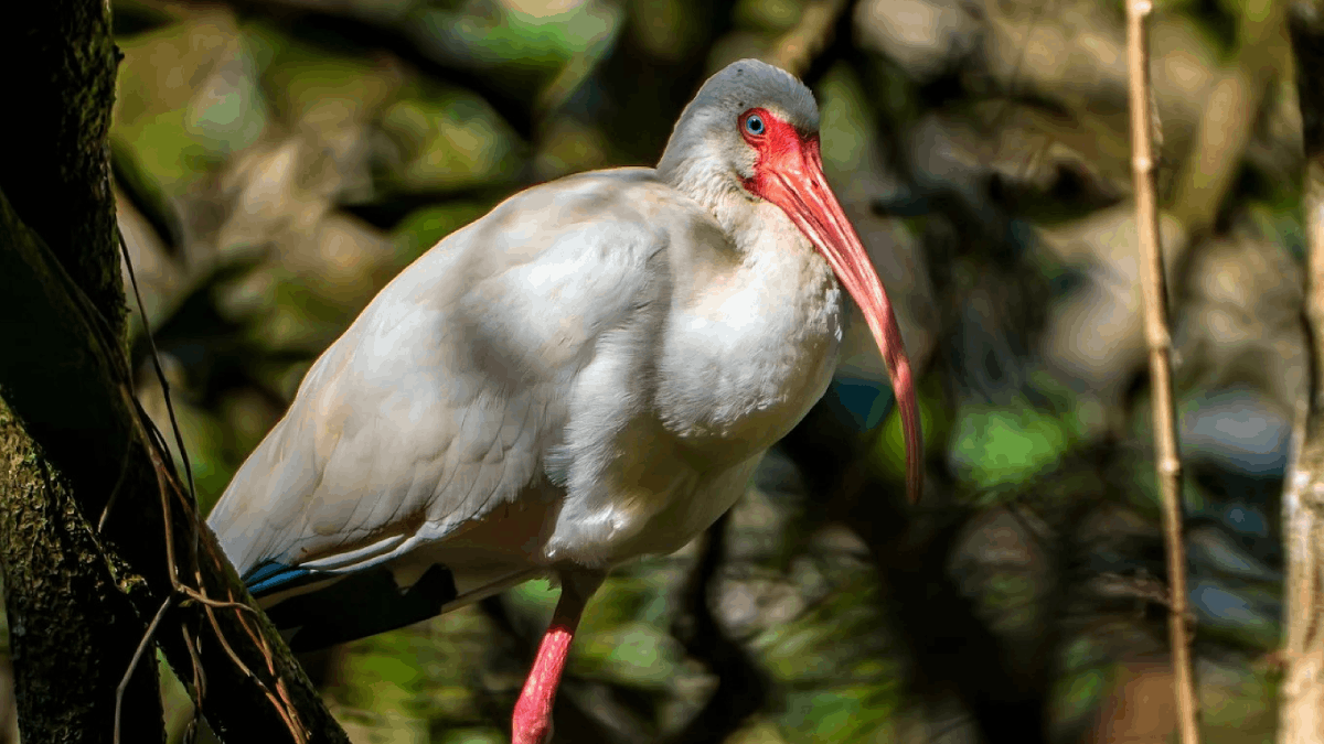 Millions of Birds Pass Through Florida Every Year—Here's Where to See Them