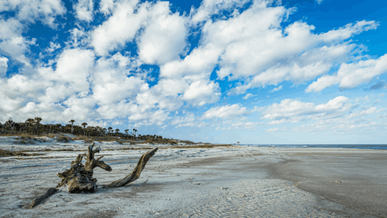 The Best Florida Beaches for Treasure Hunters and Fossil Lovers