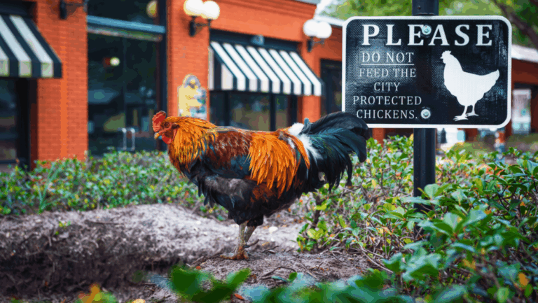The Florida District Where Chickens Rule and History Runs Deep