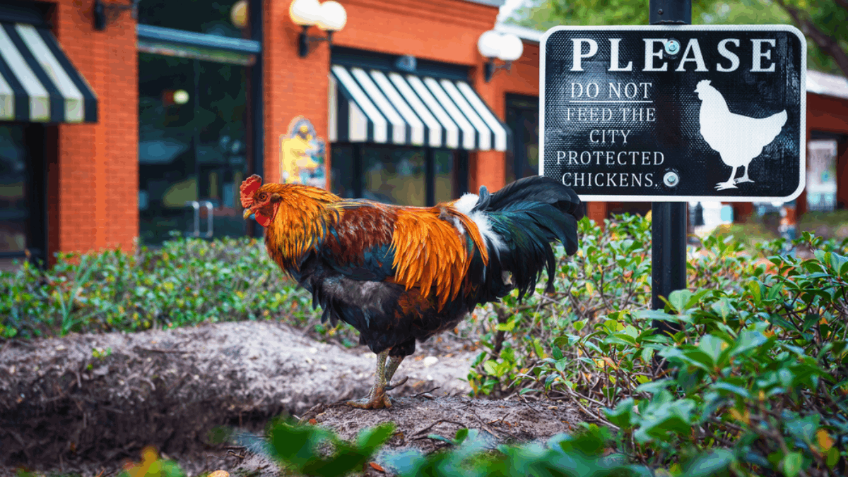 The Florida District Where Chickens Rule and History Runs Deep