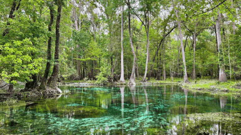 These Lesser-Known Florida Springs Are Way Too Beautiful to Keep Secret