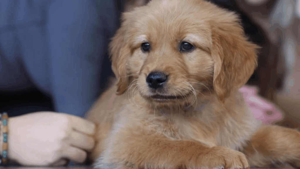 This Orlando Yoga Class Comes With Puppies—and It's Pure Joy