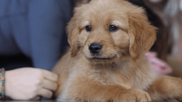 This Orlando Yoga Class Comes With Puppies—and It's Pure Joy
