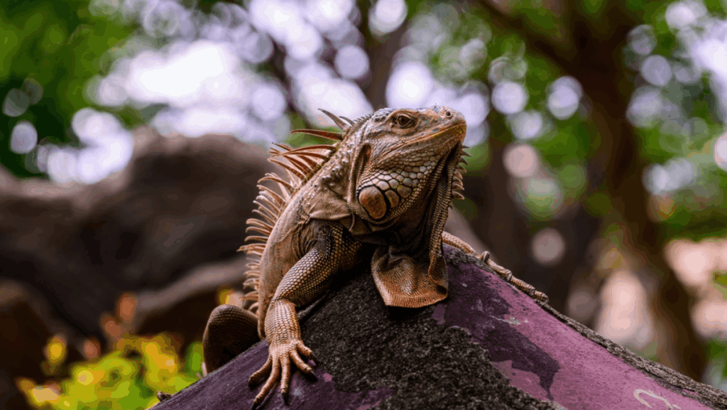 Why Florida Is Seeing “Raining Iguanas”—And the Cold Temps Behind the Chaos