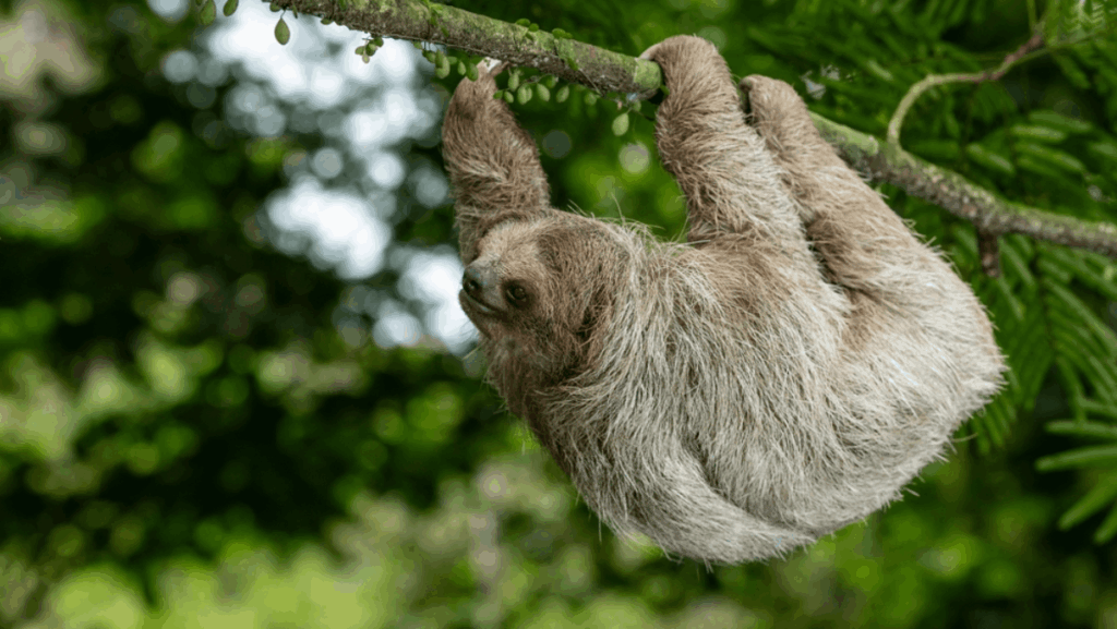 Yes, a Slotharium Is Opening in Florida—and It's the Only One in the World