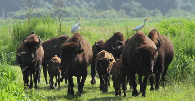 This Florida Park Has More Wildlife Sightings Than Most Zoos