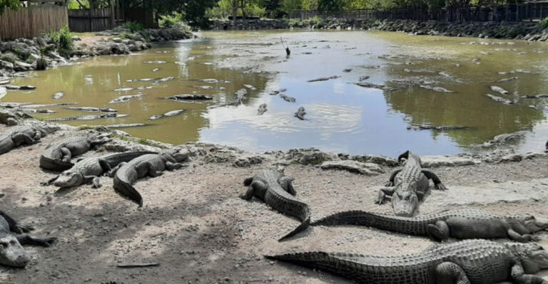 10 Florida Parks Where You Can Spot Gators Safely