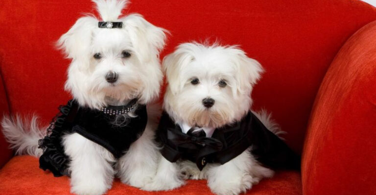 10 Florida Pet Salons That’ll Have Your Dog Looking Like a Celebrity