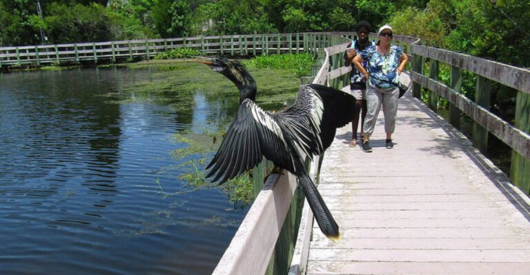 12 Florida Boardwalk Trails Where You’ll Actually See Wildlife (Not Just Read the Signs)
