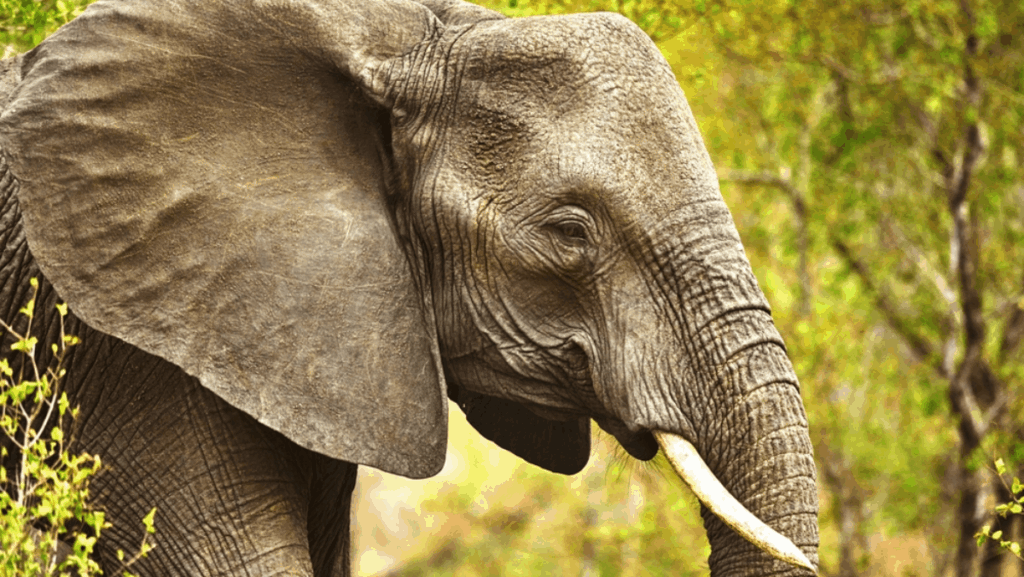 6 Unexpected Places in Florida Where You Can See Elephants Up Close