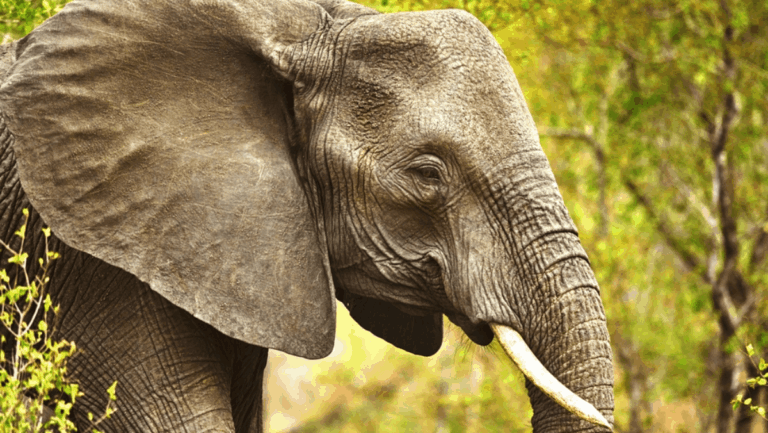 6 Unexpected Places in Florida Where You Can See Elephants Up Close