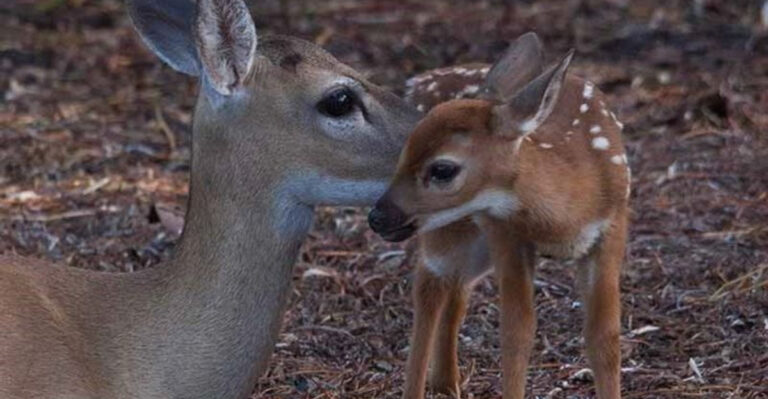 6 Places to Spot Key Deer in February in Florida