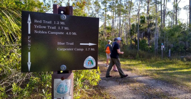 6 Underrated National Forest Hikes in Florida