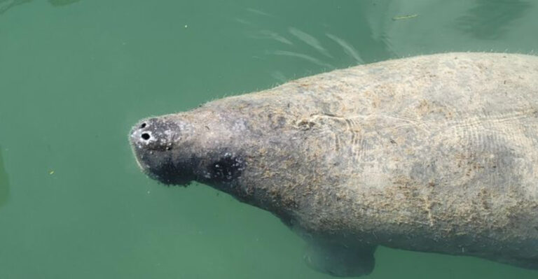 7 Best Florida Spots to See Manatees on a Rainy Day