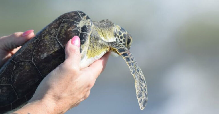 7 Best Places to See Sea Turtles In Florida Right Now