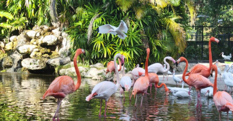 8 Places to See Flamingos in Florida in February When It’s Surprisingly Cold