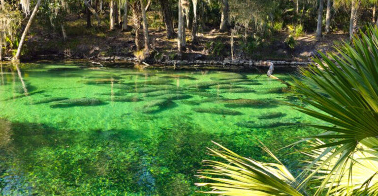 8 Places to See Manatees in Florida in February (When Cold Fronts Hit)