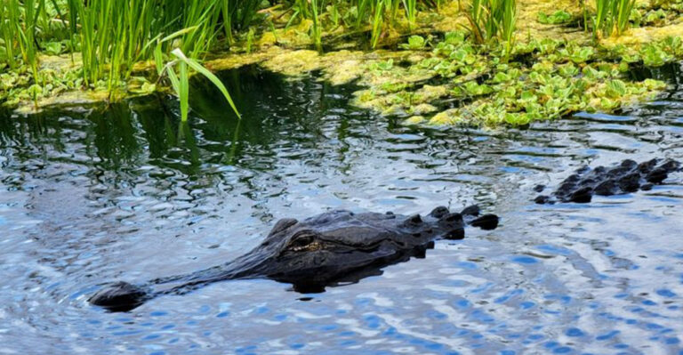 8 Spots to See Florida Alligators During February Cold Snaps