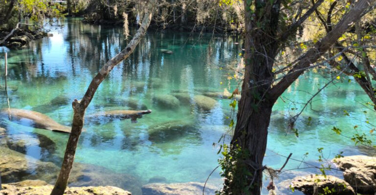 9 Best Budget-Friendly Places to See Manatees in Florida