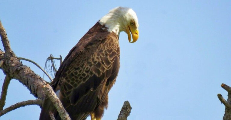 9 Florida Spots to See Bald Eagles Nesting (Without Stressing Them Out)