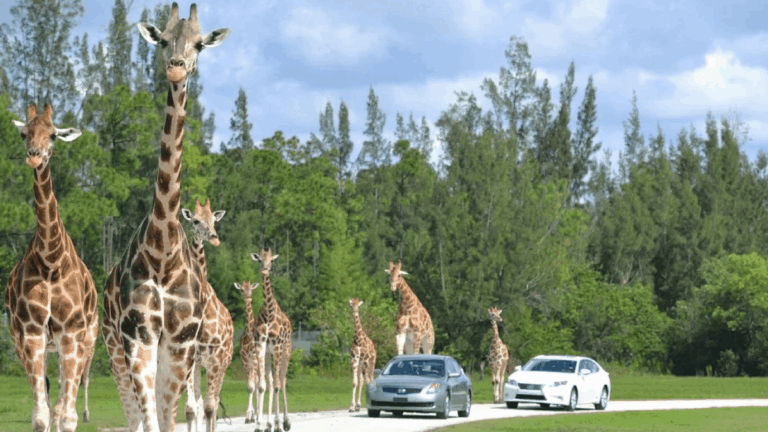 Florida Has a 300-Acre Safari Where Lions and Zebras Roam Inches Away
