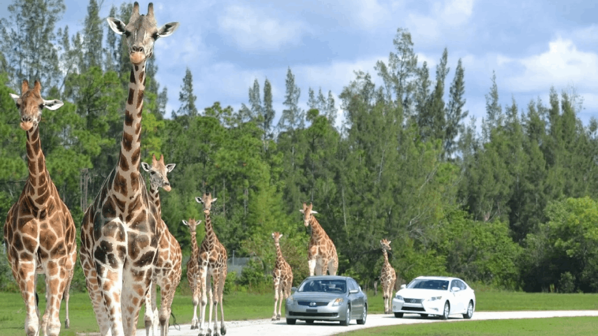 Florida Has a 300-Acre Safari Where Lions and Zebras Roam Inches Away