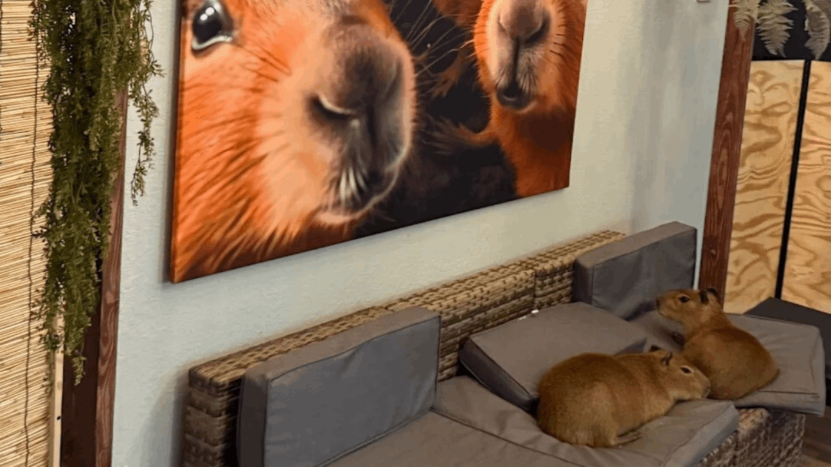 You Can Sip Coffee With Cuddly Capybaras at This One-of-a-Kind Florida Café