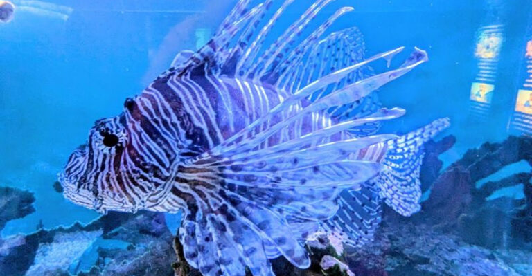 America’s First Undersea Park Is in Florida—and the Reef Views Are Unreal