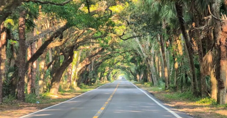 Florida Has a 12-Mile “Tree Tunnel” — And It Looks Straight Out of a Movie