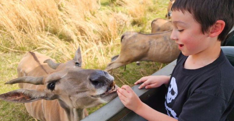 Florida’s 7 Best Drive-Through Safari Parks and Animal Encounters