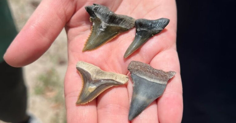 Florida’s Best Spots for Fossil Hunting (Yes, You Can Find Shark Teeth and Megalodon Fossils)