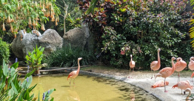 Florida’s Prettiest Tropical Garden Has Waterfalls, Flamingos, and Serious Secret-Spot Energy