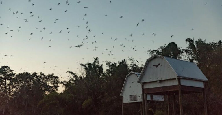 Half a Million Bats Erupt From This Gainesville Spot Every Night