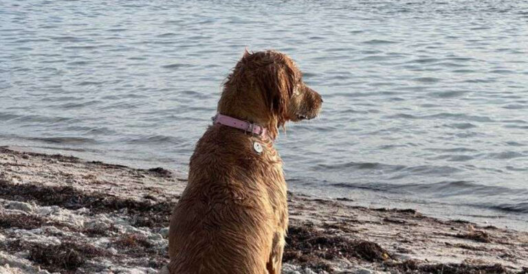 Miami’s Best Dog-Friendly Parks & Beaches (Off-Leash Hours, Rules + Tips)