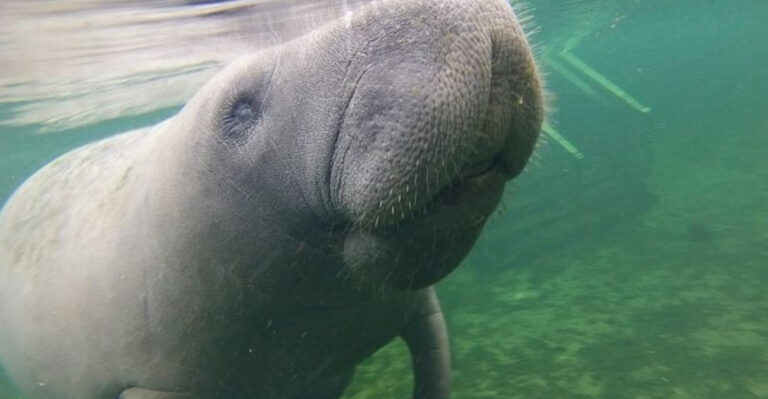 The Enchanting Underwater Observatory In Florida Where You’ll Meet Manatees Face-To-Face