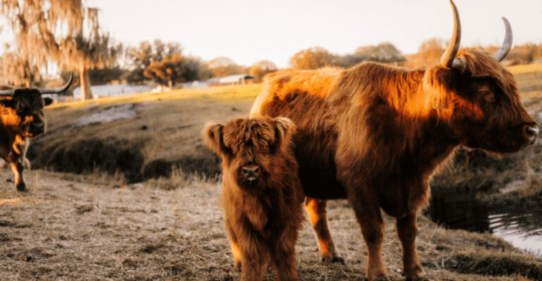 There’s a Highland Cow Farm Just 30 Minutes From Tampa (And It Feels Like Scotland)