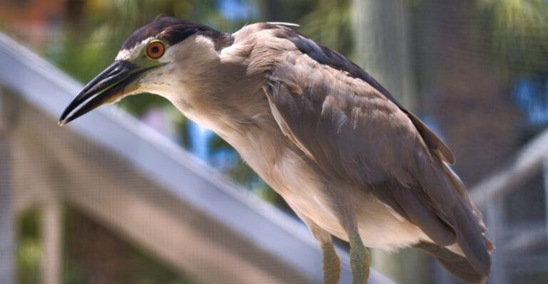 These 7 Florida Rescues Let You Meet Incredible Animals While Supporting a Good Cause