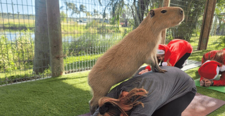 These 8 Florida Places Let You Hang Out With Capybaras—Seriously
