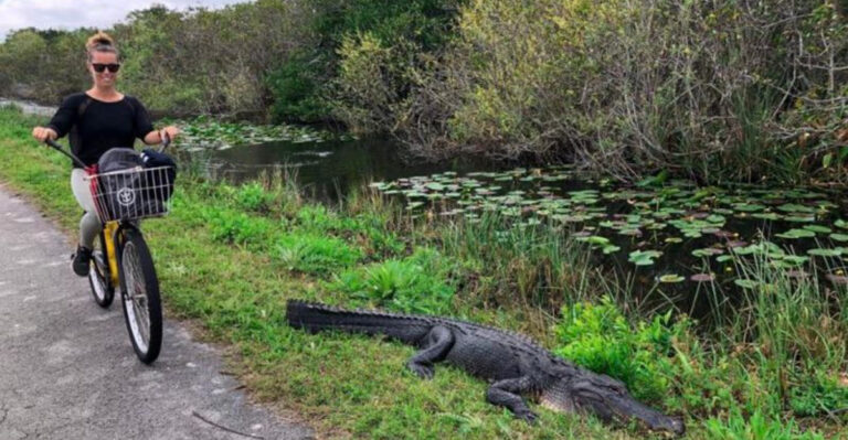 This 15-Mile Florida Bike Trail Gives You a Front-Row Seat to the Everglades