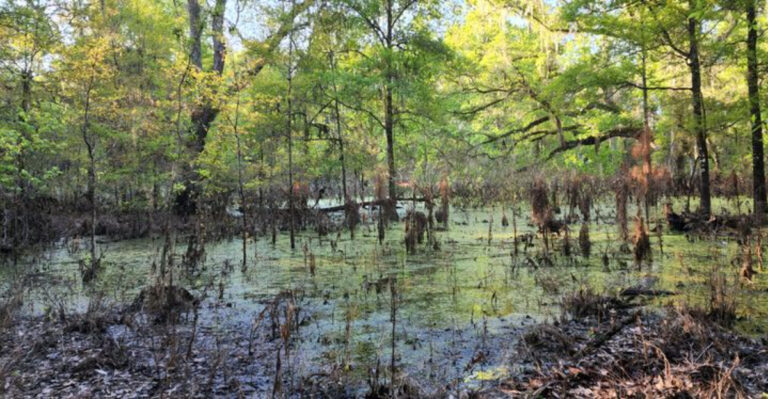 This 4-Mile Trail Feels Nothing Like Florida, With Caves, Rock Walls, and a Huge Sinkhole
