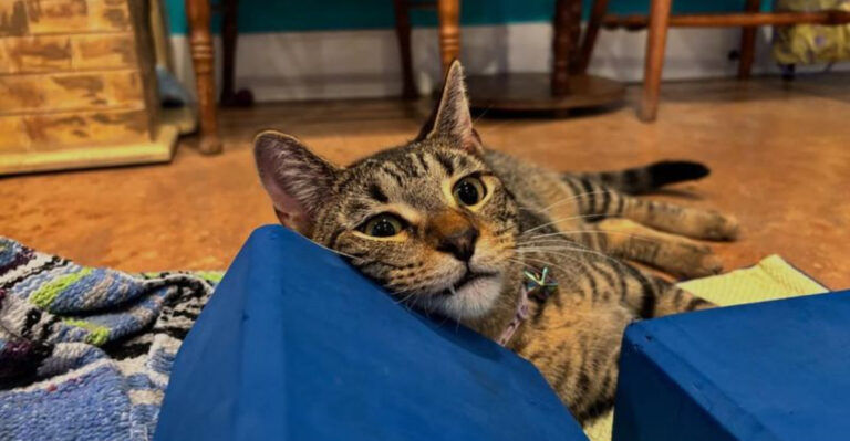 This Florida Café Lets You Drink Coffee While Cats Wander Around You