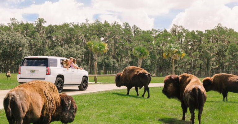 This Florida Safari Park Lets You Drive Right Through a Wildlife Habitat
