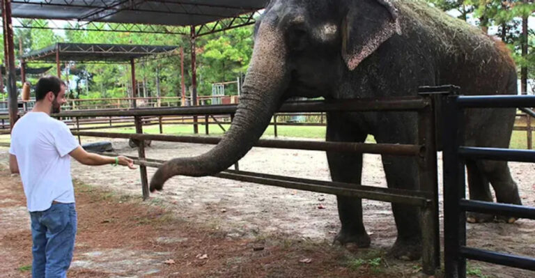 This Hidden Florida Elephant Ranch Offers a Once-in-a-Lifetime Hands-On Experience