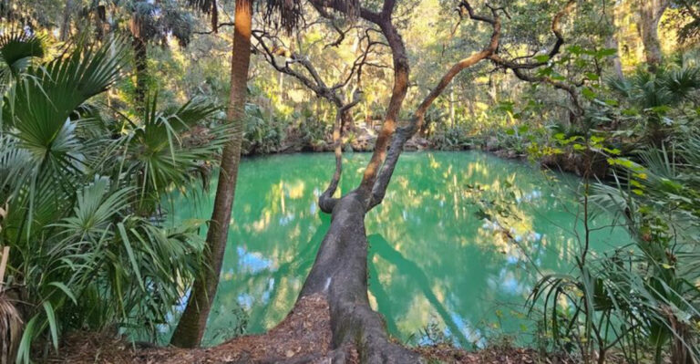 This Hidden Florida Jungle Feels Straight Out of Jurassic Park