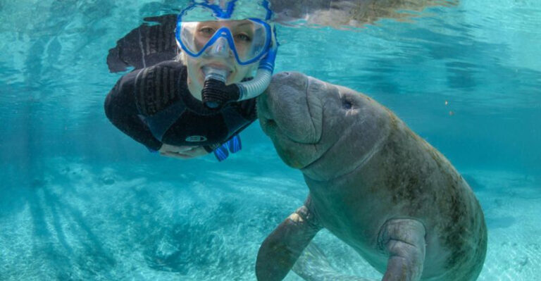This Hidden Florida Park Offers a Magical Encounter With Manatees for Only $5