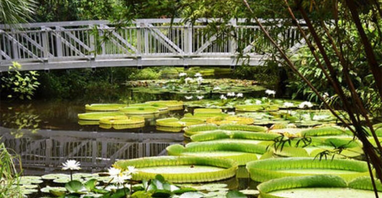 This Magical Pond In Florida Has The Largest Lily Pads In The World