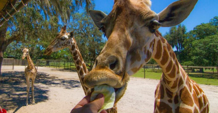 You Can Feed a Giraffe 50 Minutes From Tampa (Yes, Really)