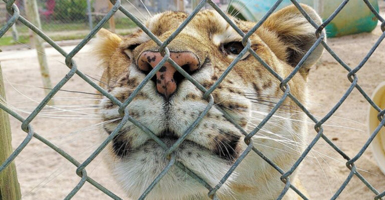 12 Florida Wildlife Rescues Where You Can See Animals Up Close