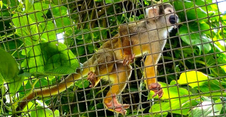 At This Wild Florida Attraction, Humans Stay in Cages While Monkeys Roam Free