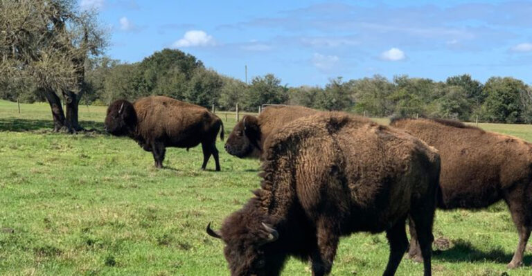 Few People Know Florida Has a Bison Ranch You Can Actually Visit